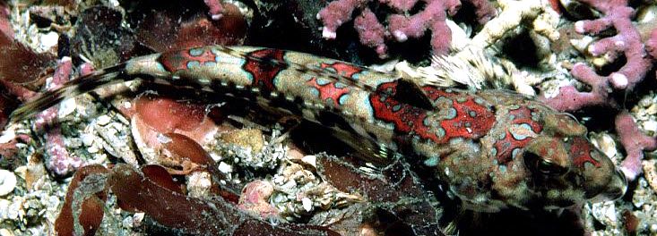 Callionymus reticulatus_001144